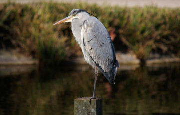 Картинка животные цапли +выпи цапля пень птица