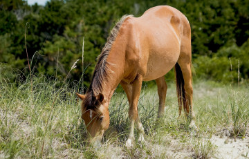 Картинка животные лошади лошадка