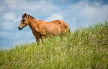 Картинка животные лошади лошадка