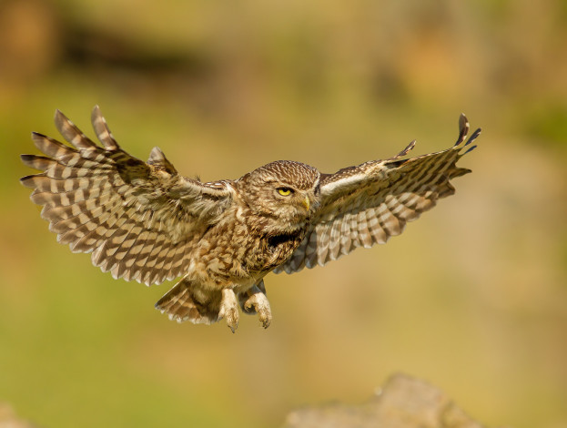 Обои картинки фото животные, совы, сова