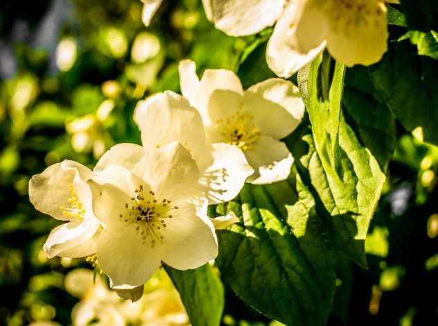 Обои картинки фото цветы, жасмин, макро, весна