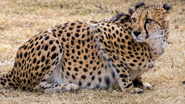 Обои картинки фото животные, гепарды, гепард