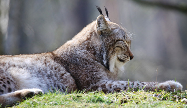 Обои картинки фото животные, рыси, рысь