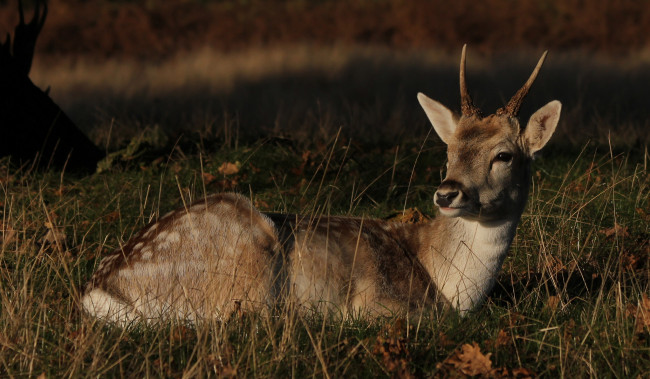 Обои картинки фото животные, олени, олень, пятнистый