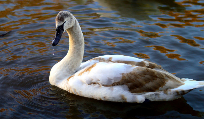 Обои картинки фото животные, лебеди, лебедь, озеро