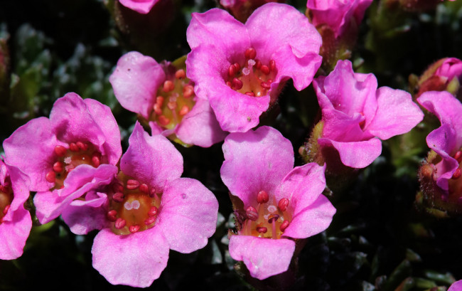 Обои картинки фото цветы, макро, розовые