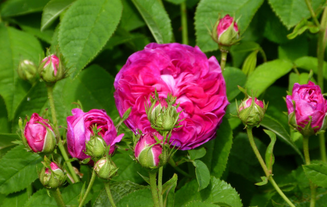 Обои картинки фото цветы, розы, роза, бутоны, листья