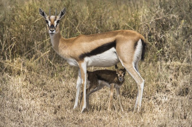Обои картинки фото животные, антилопы, антилопа