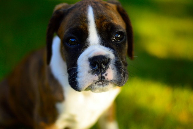 Обои картинки фото животные, собаки, взгляд, собака, друг, фон, щенок