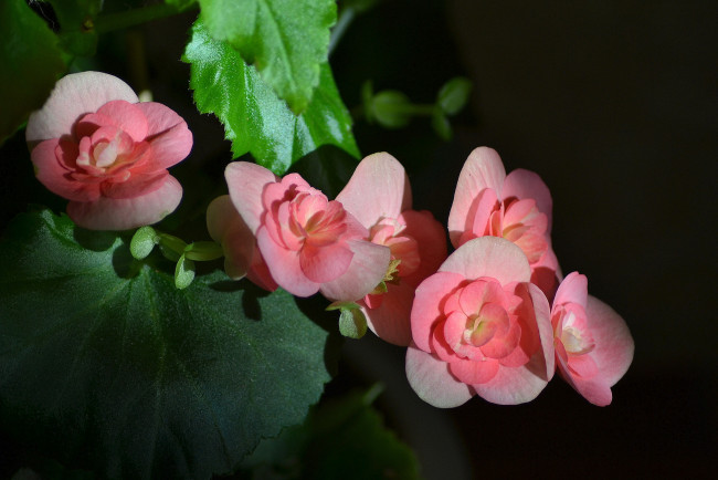 Обои картинки фото begonia, цветы, бегония, цветок