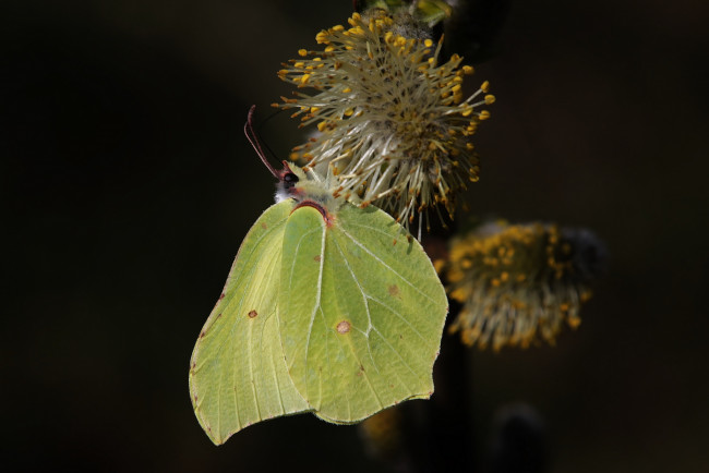 Обои картинки фото животные, бабочки,  мотыльки,  моли, лимонница, бабочка, макро, цветок