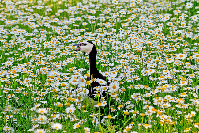 Обои картинки фото животные, гуси, гусь, птица, ромашки, поле