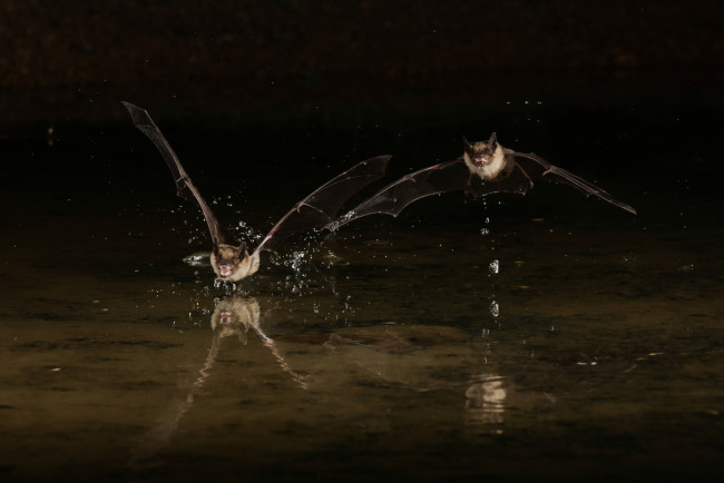 Обои картинки фото животные, летучие мыши, летучие, мыши, ночь, брызги, капли, вода, полёт