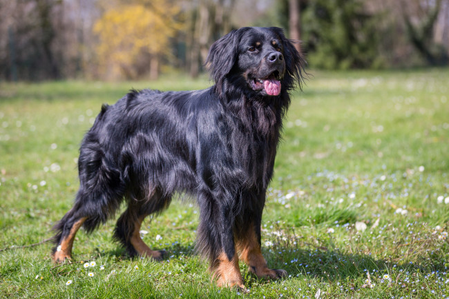 Обои картинки фото животные, собаки, пес