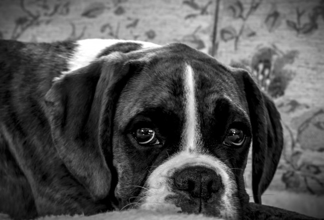 Обои картинки фото животные, собаки, щенок, собака, взгляд