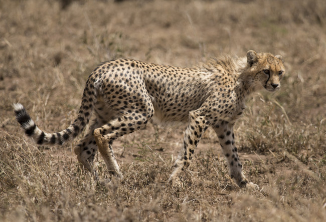 Обои картинки фото животные, гепарды, гепард, саванна