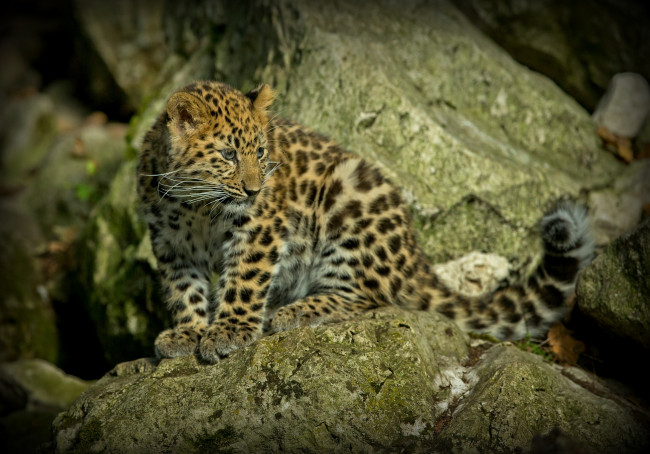 Обои картинки фото животные, Ягуары, котенок