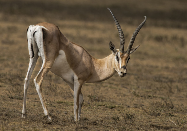 Обои картинки фото животные, антилопы, антилопа, саванна