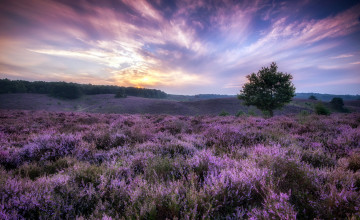 Картинка природа луга дерево цветы