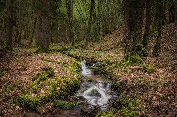 Картинка природа реки озера река лес