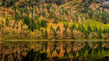 Картинка природа реки озера река лес