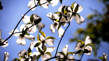 Картинка природа деревья ветки