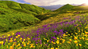 Картинка природа луга простор