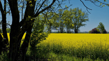 Картинка природа поля простор