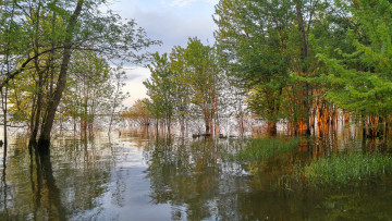 Картинка природа реки озера река лес