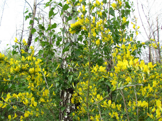 Обои картинки фото природа, деревья, куст