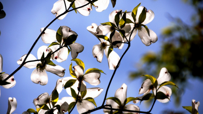 Обои картинки фото природа, деревья, ветки