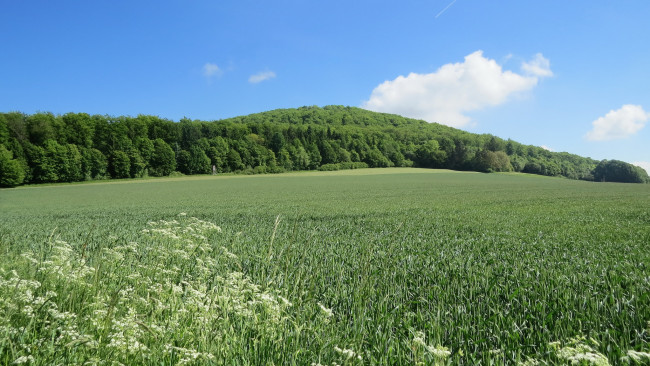 Обои картинки фото природа, поля, поле, облака, небо