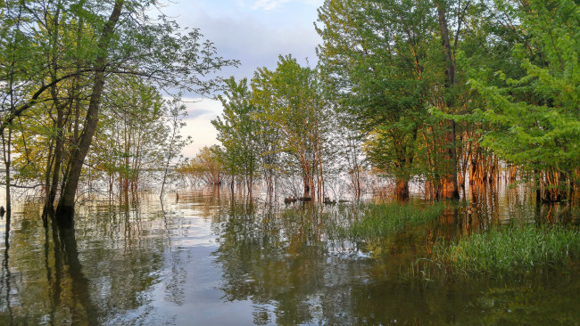 Обои картинки фото природа, реки, озера, река, лес