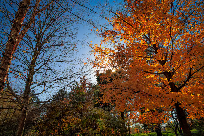 Обои картинки фото природа, деревья, кроны