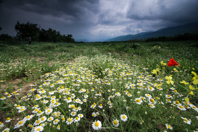 Обои картинки фото природа, луга, простор