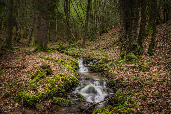 Обои картинки фото природа, реки, озера, река, лес