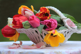 Картинка цветы тюльпаны тюльпан цветок натюрморт красочный