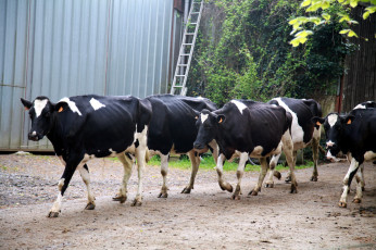 Картинка животные коровы +буйволы стадо