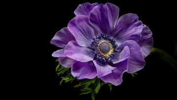 Картинка цветы анемоны +сон-трава анемон