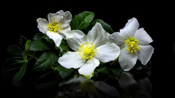 Картинка цветы анемоны +сон-трава анемон