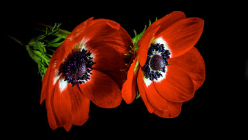 Картинка цветы анемоны +сон-трава анемон