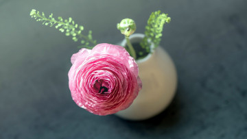 обоя цветы, ранункулюс , азиатский лютик, одиночка