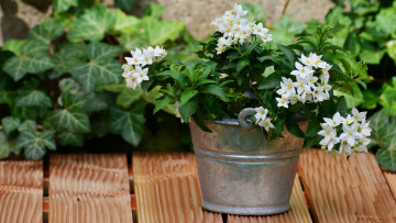 Картинка паслён цветы