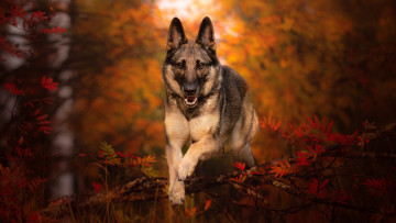 Картинка животные собаки немецкая овчарка