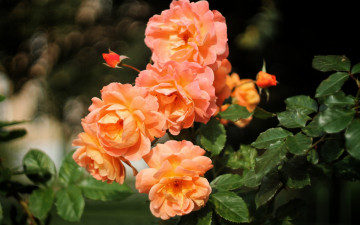 Картинка цветы розы персиковый