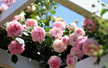 Картинка цветы розы розовый куст