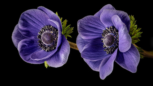 Обои картинки фото цветы, анемоны,  сон-трава, анемон