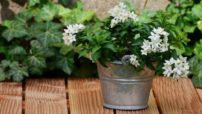 Обои картинки фото паслён, цветы