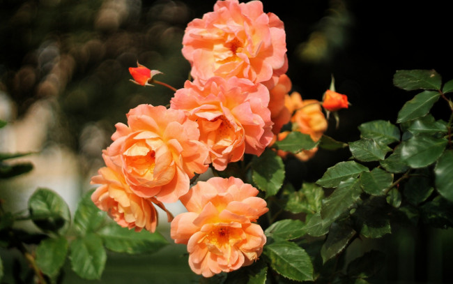 Обои картинки фото цветы, розы, персиковый
