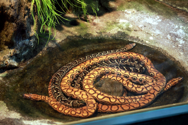 Обои картинки фото животные, змеи,  питоны,  кобры, пара